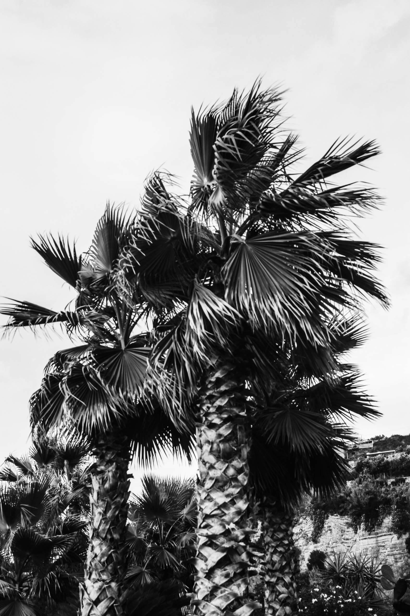 Black & White collection