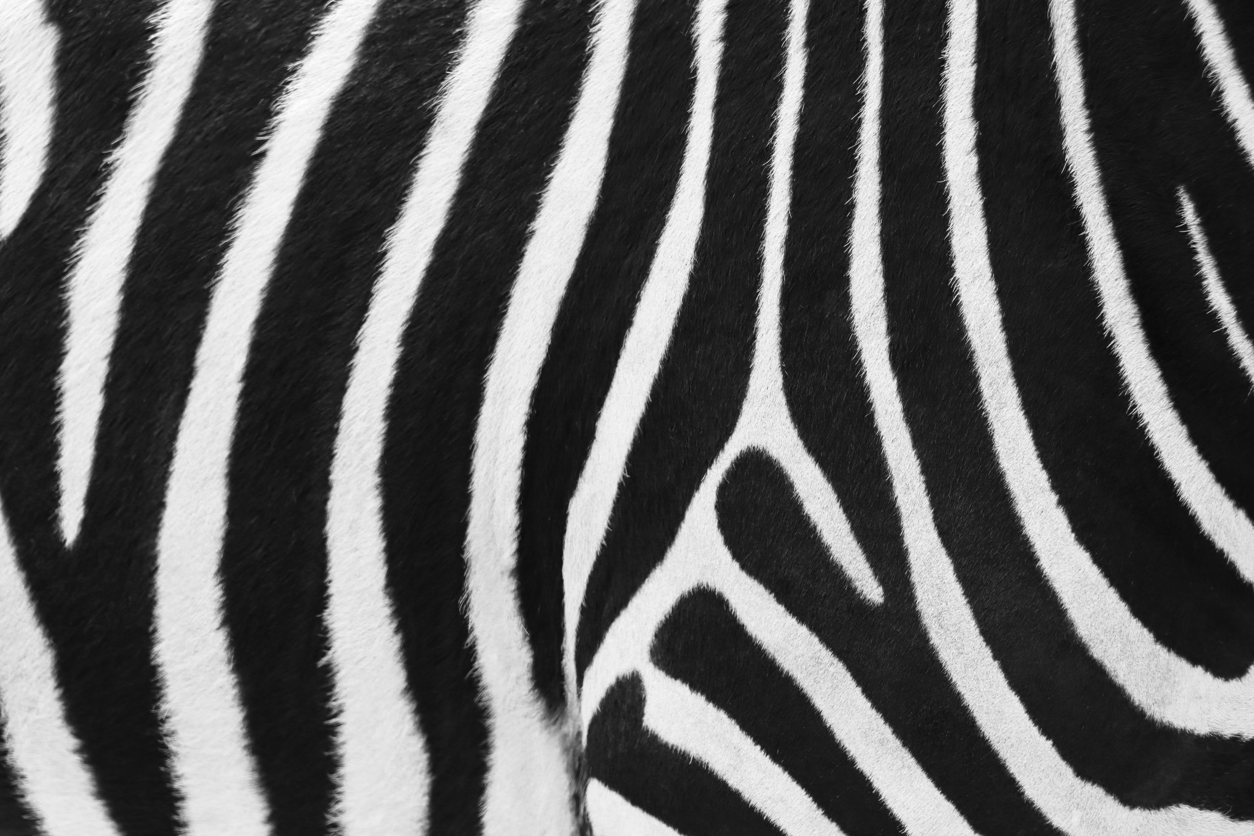 Animals collection