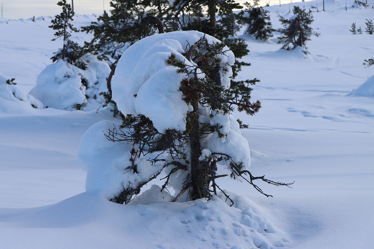 Ounasvaara Fell in Rovaniemi