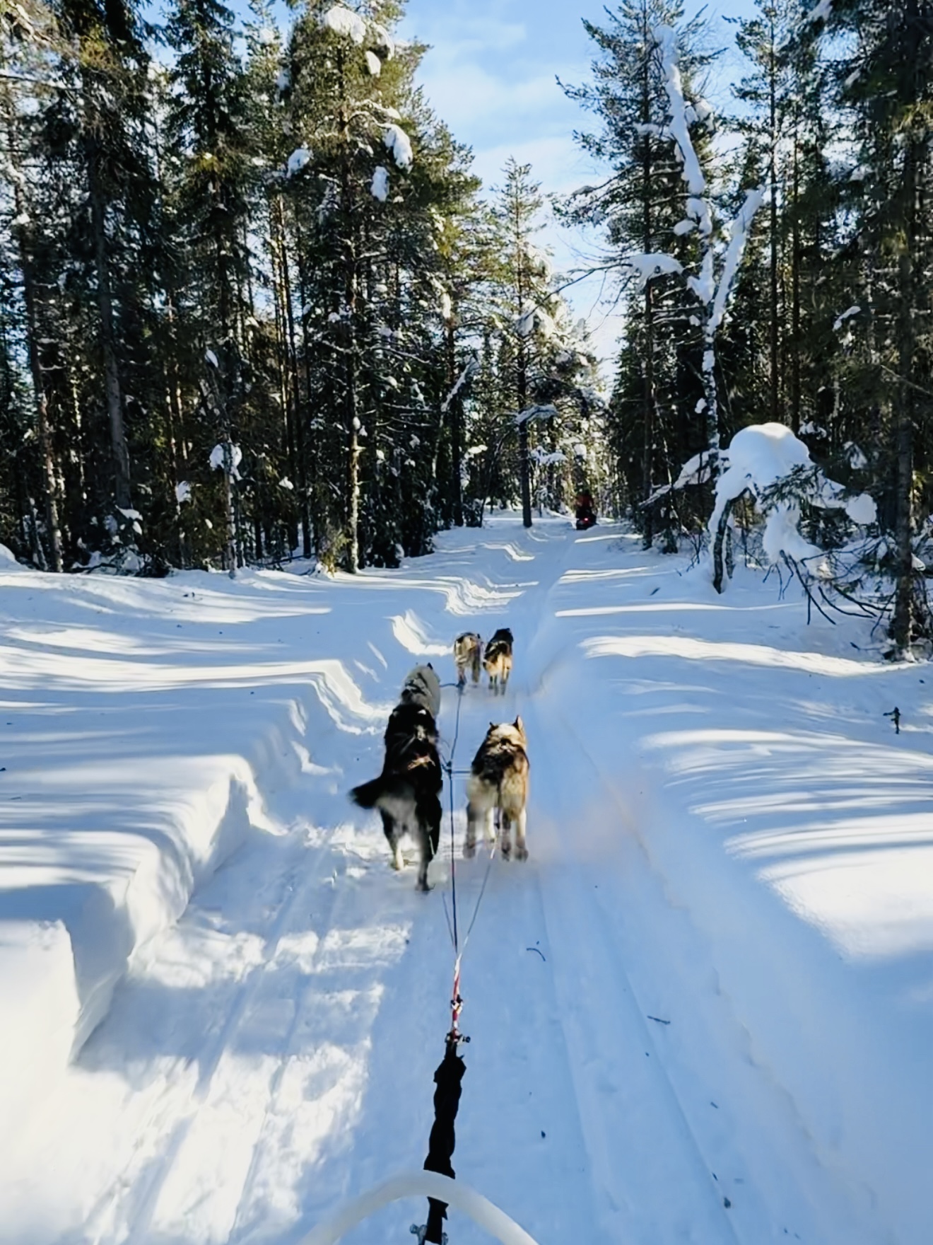 Husky safari in Lapland